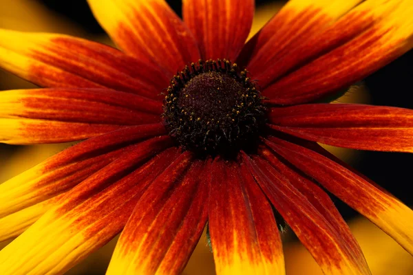 Amarelo com coneflower vermelho — Fotografia de Stock