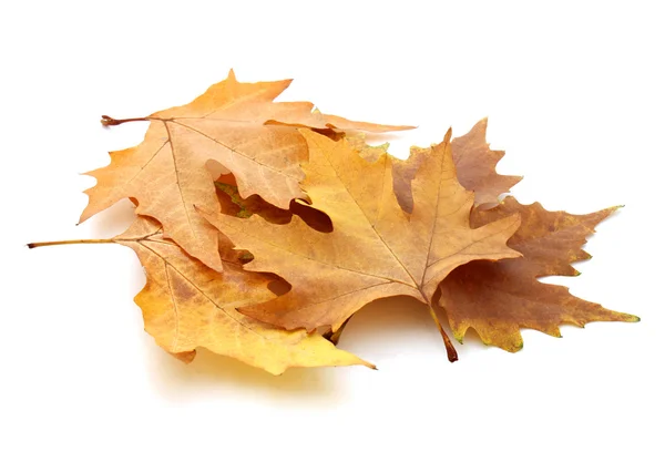 Dry maple leaves — Stock Photo, Image