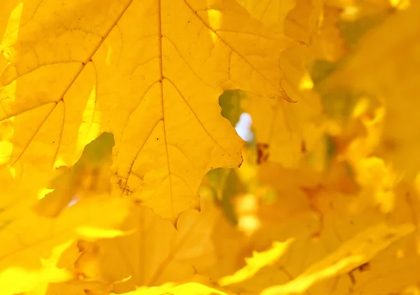 Hoja de arce amarillo — Foto de Stock