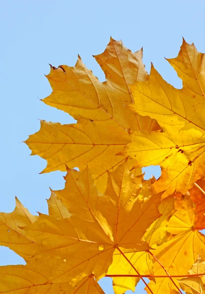 Blätter im Herbst — Stockfoto