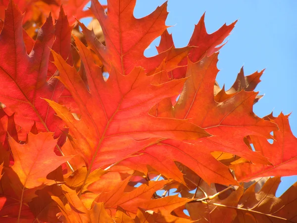 Oak tree leaves — Stock Photo, Image