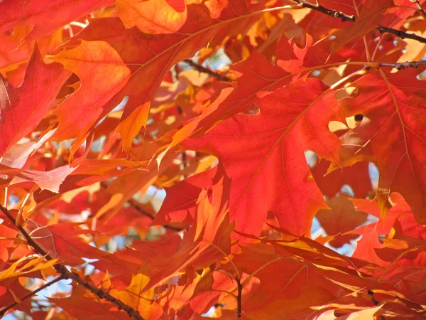 Hojas en otoño —  Fotos de Stock