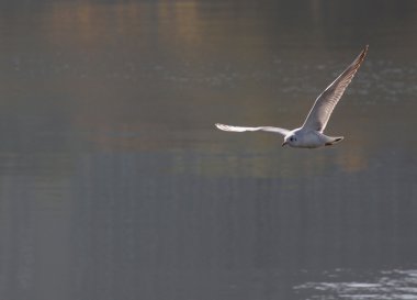 nehir üzerinde uçan martı