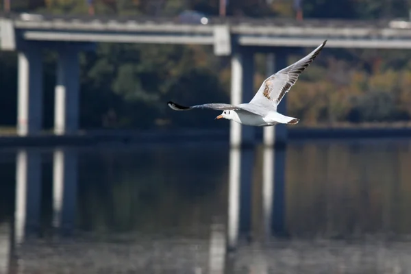 Чайка летит над рекой — стоковое фото