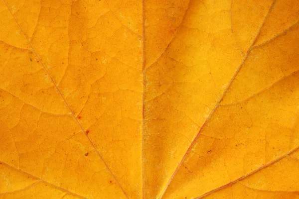 Närbild av gula blad — Stockfoto