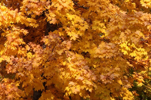 Follaje del árbol de arce — Foto de Stock