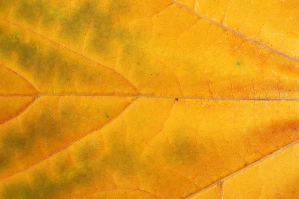 Gros plan de la feuille d'érable — Photo