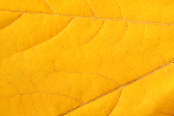 Maple leaf textuur — Stockfoto