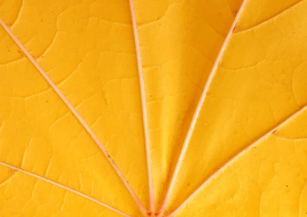 Maple leaf — Stock Photo, Image