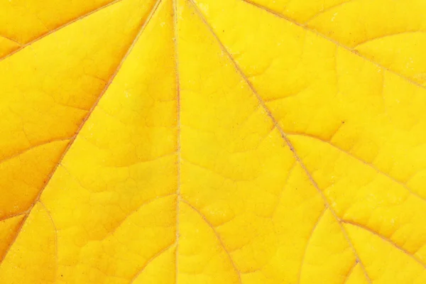 Gros plan de la feuille d'érable — Photo