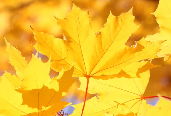 Lönnlöv på hösten — Stockfoto