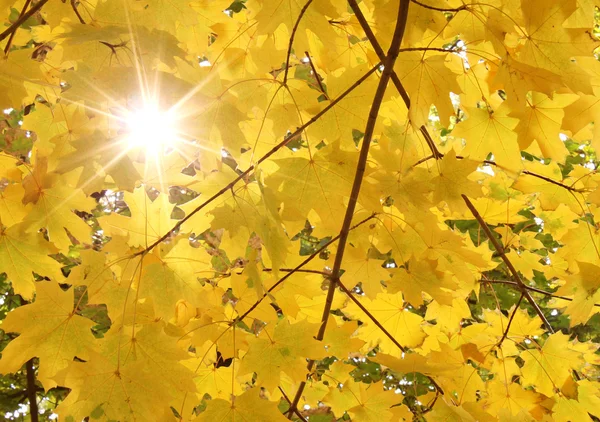 Sunshine through maple tree leaves — Stock Photo, Image