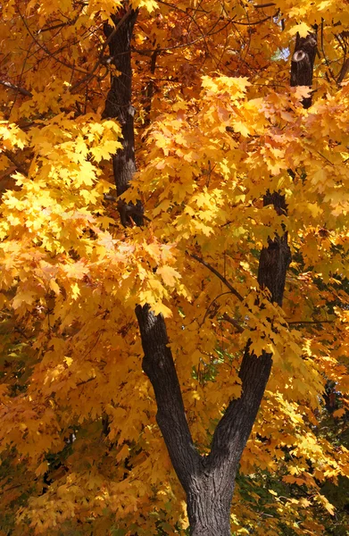 Maple tree in park — Stock Photo, Image