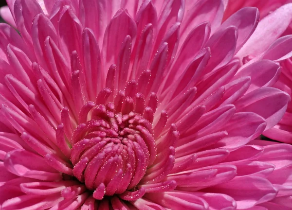 Close up of chrysanthemum — Stock Photo, Image