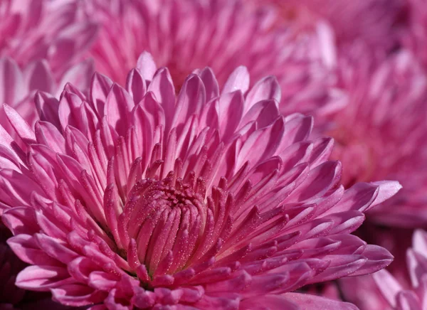 菊の花の庭 — ストック写真