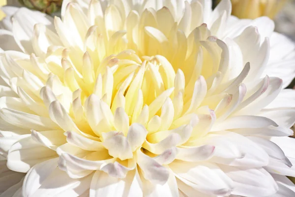 White chrysanthemum — Stock Photo, Image