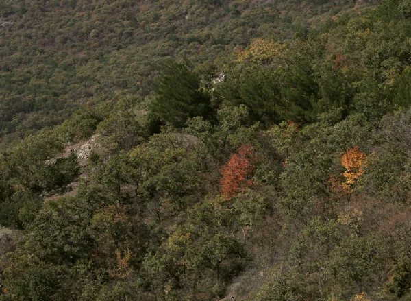 Forest — Stock Photo, Image