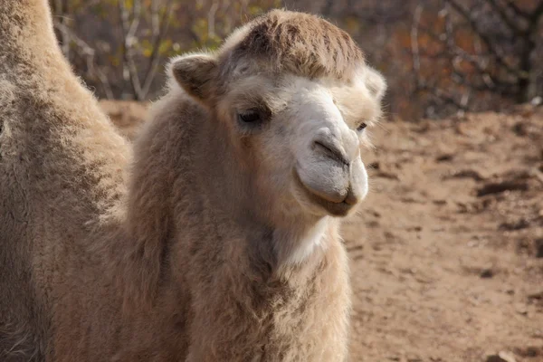 Camel — Stock Photo, Image