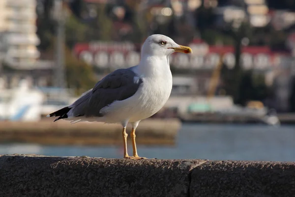 İskele üzerinde martı duran — Stok fotoğraf