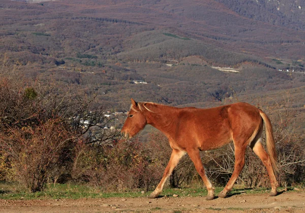 Koń zwiedzanie ścieżka — Zdjęcie stockowe