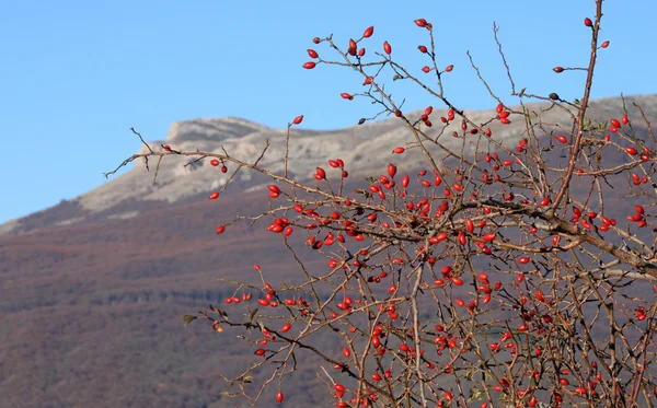 Αγριοτριανταφυλλιά πάνω από τα βουνά — Φωτογραφία Αρχείου