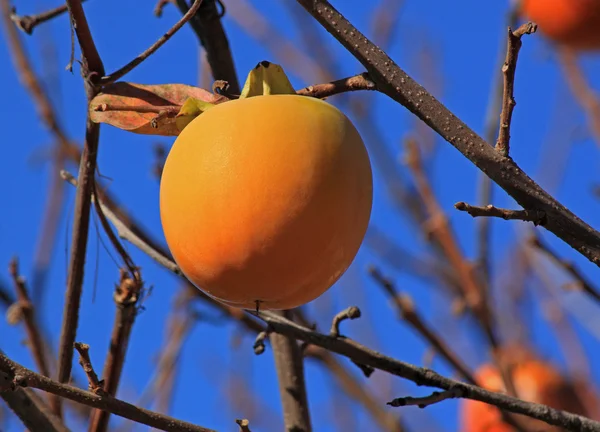 Diospyros — Stockfoto