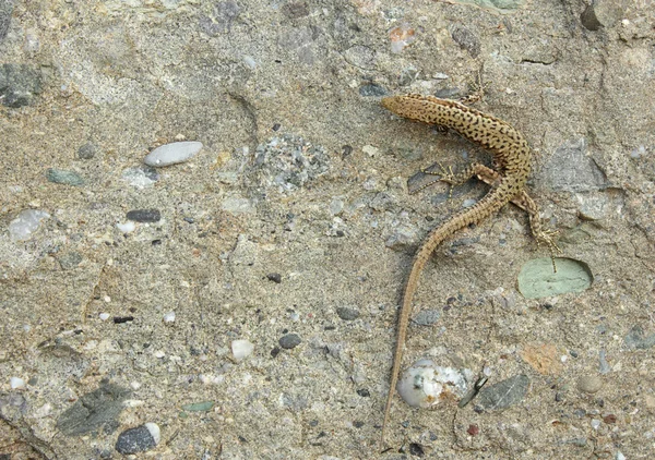 Lizard on stone — Stock Photo, Image