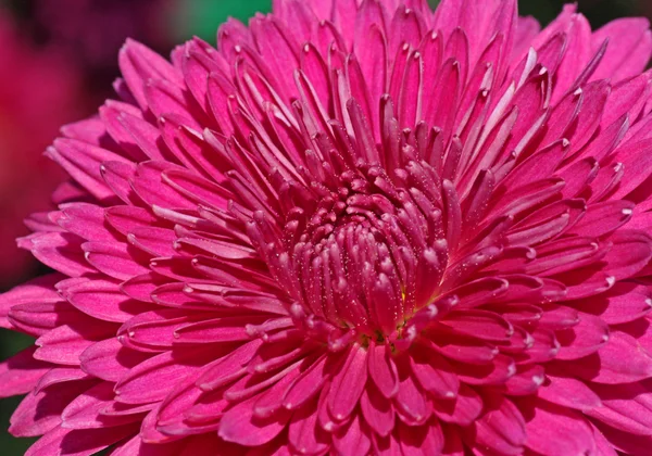 Magenta chrysanthemum — Stock Photo, Image