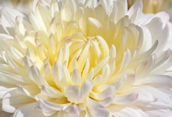 Chrysanthème blanc — Photo