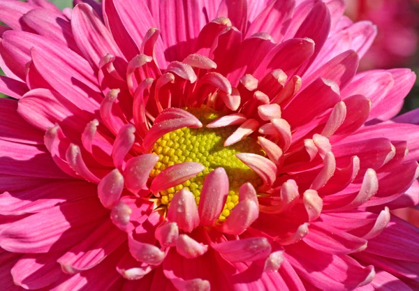 Rosa krysantemum — Stockfoto