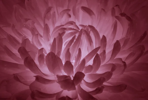 Majestueuze bloem — Stockfoto