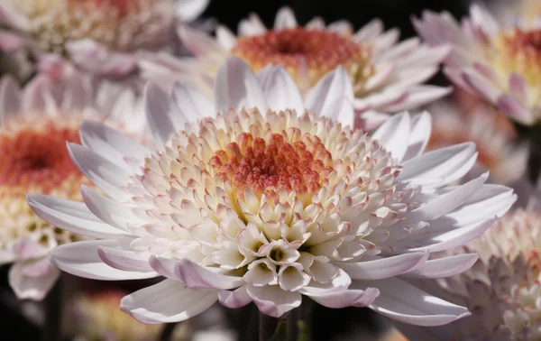 Chrysanthemum in garden — Stock Photo, Image