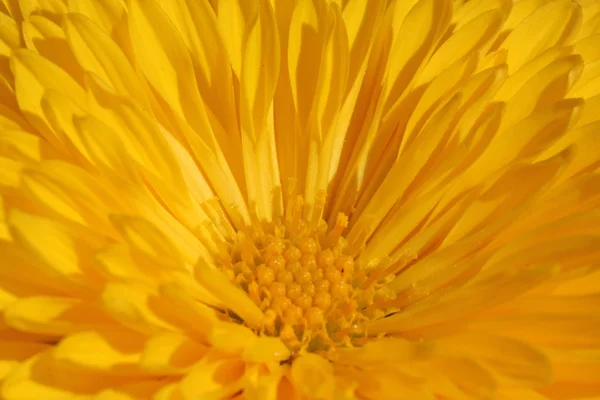 Yellow chrysanthemum — Stock Photo, Image