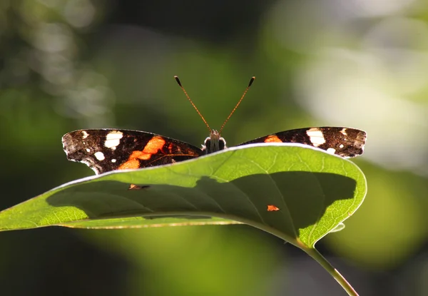 Motýl na zeleném listu — Stock fotografie