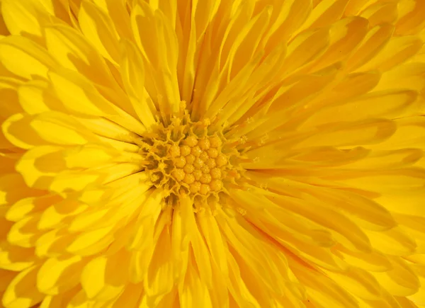黄色い菊 — ストック写真