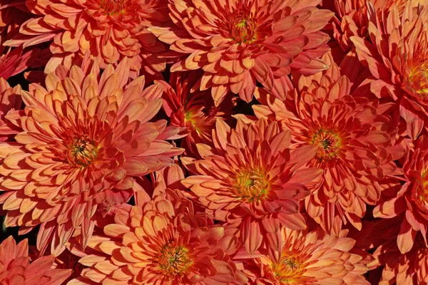 Chrysanthèmes rouges — Photo