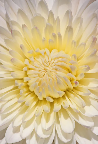 White chrysanthemum — Stock Photo, Image