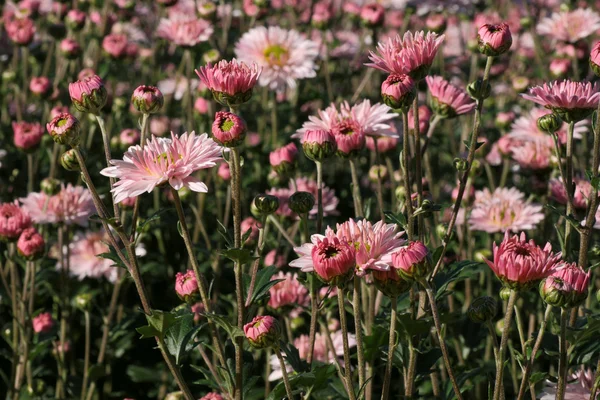 Blomsterrabatt med krysantemum — Stockfoto