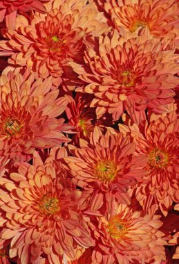 bir bahçe içinde kırmızı krizantem