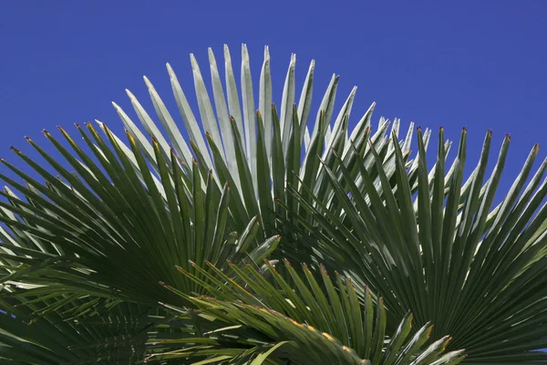 Листя пальмового дерева — стокове фото
