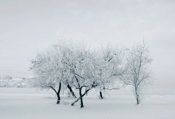 Bomen in riverside in winter — Stockfoto