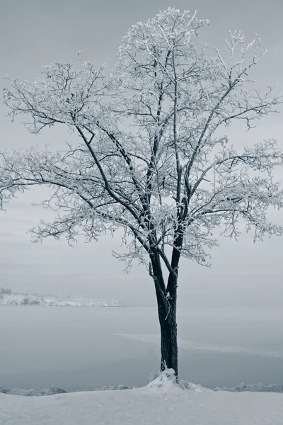 Baum im Winter — Stockfoto