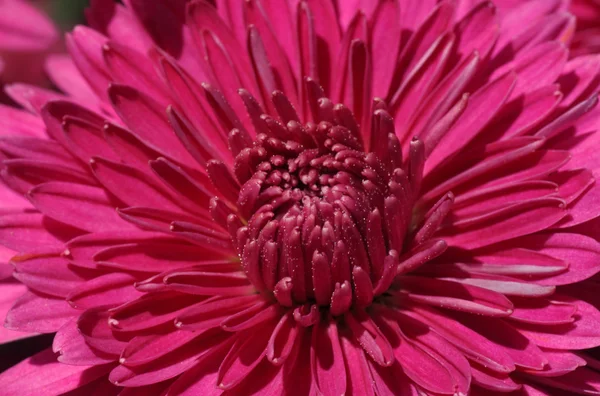 Magenta chrysanthemum — Stock Photo, Image