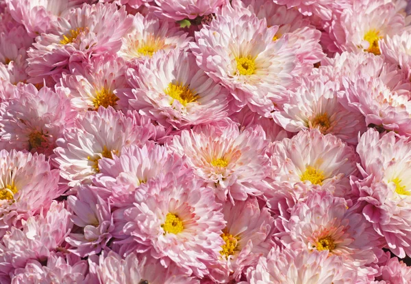 Chrysanthèmes — Photo