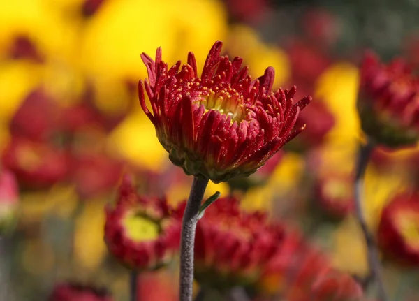 Červená chrysanthemum — Stock fotografie