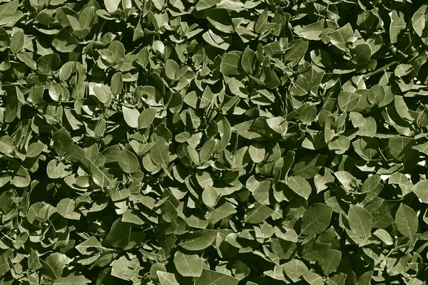 관목의 푸른 잎 — 스톡 사진