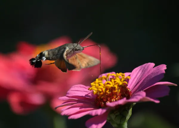 Hawk moth — Stock Photo, Image