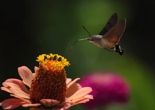 Hawk moth — Stockfoto