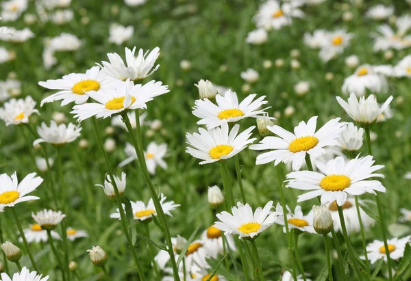 Ox-eye daisies — Stock Photo, Image