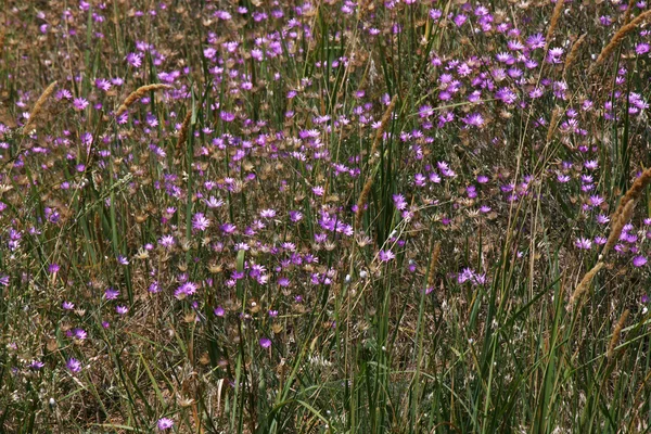 Fiori su un prato — Foto Stock